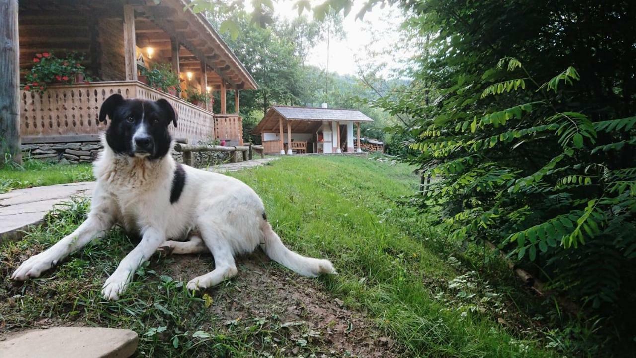 Villa Casa Lu' Ion Vişeu de Sus Esterno foto
